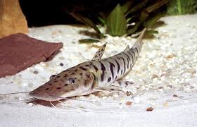 Archivo:Bagreee r.jpeg