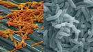 Clostridios y bacteriodes.jpg