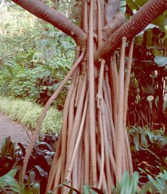 Archivo:Raices fulcreas.jpg