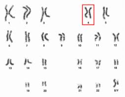 Cromosoma4.jpg