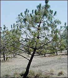 Pinus douglasiana.jpg