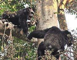 Adult male chimps in mahale.jpg
