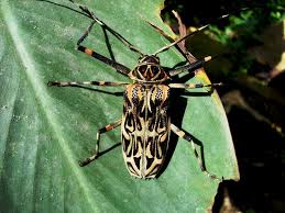 Escarabajo Arlequin .jpg