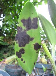 Archivo:Plagas de las orq..jpeg