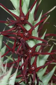 Orbea baldratii.jpg