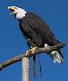 Aguila calva.jpg