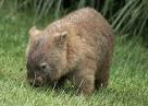 Wombat 3.jpg