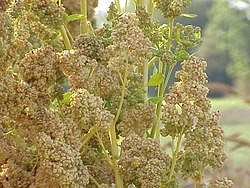 250px-Chenopodium quinoa0.jpg