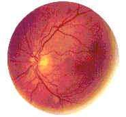 Patrones de retina.JPG