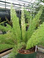 Asparagus-densiflorus.jpg