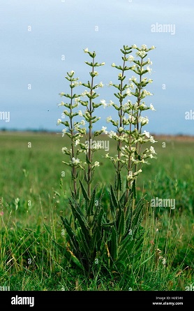 Blanco-silene-catchfly-viscosa-pegajosa-planta-con-flores-austria-h2e54x.jpg