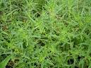Patellifolia webbiana1 .jpeg