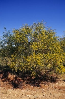 Acacia hemsleyi.jpg