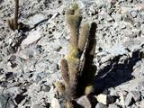 Cleistocactus clavispinus.jpeg