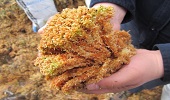 Archivo:Sphagnum 1.jpg