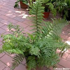 Asplenium bulbiferum1.jpeg