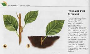 Esqueje22.jpg