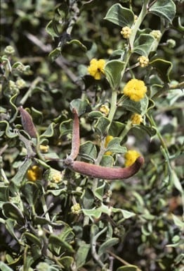 Archivo:Acacia dilatata 2.jpg