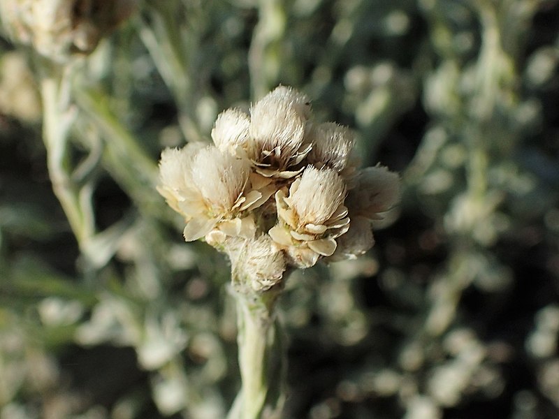Archivo:Antennaria chilensis 2.jpg