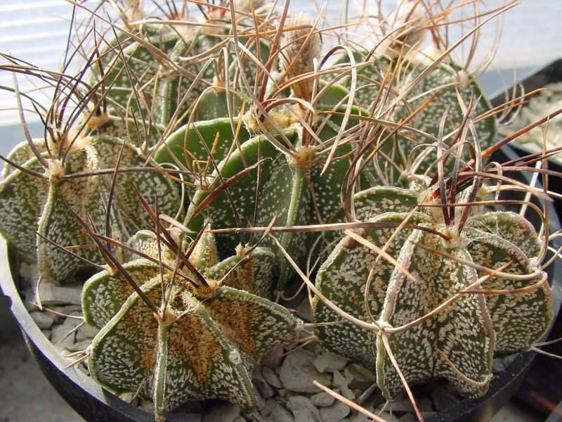Archivo:Astrophytum capricorne.jpg
