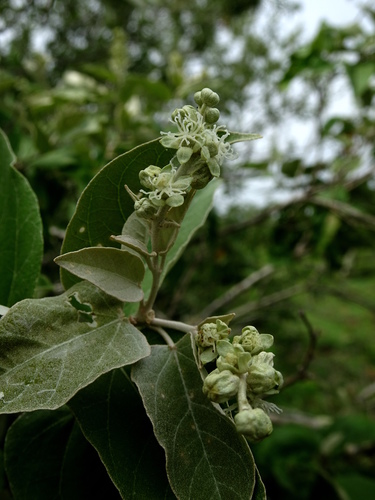 Archivo:Croton watsonii.jpeg