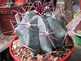 Ferocactus peninsulae.jpeg