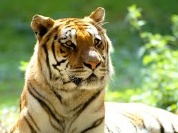 Tigre de Bali1.jpg