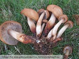 Collybia fusipes.jpg