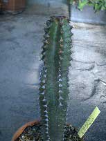 Euphorbia-canariensis-2.jpg