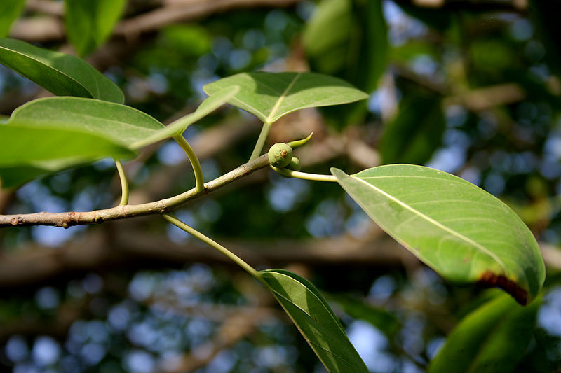 Archivo:Ficus benjamina (Weeping Fig).jpg