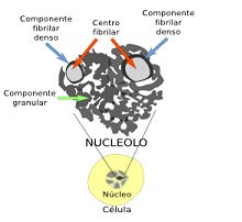 Nucleolo.jpg