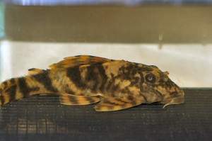 Peckoltia-sp.jpg