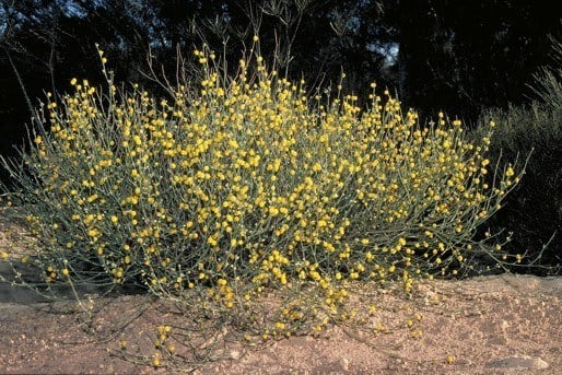 Archivo:Acacia daviesioides.jpg