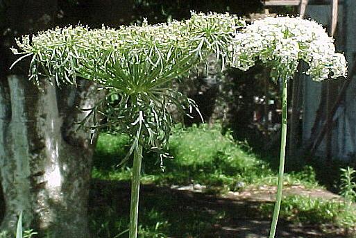 Inflorescencias  características en Apiaceae