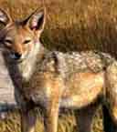 Canis lepophagus.jpg
