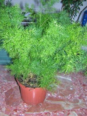 Esparraguera.jpg