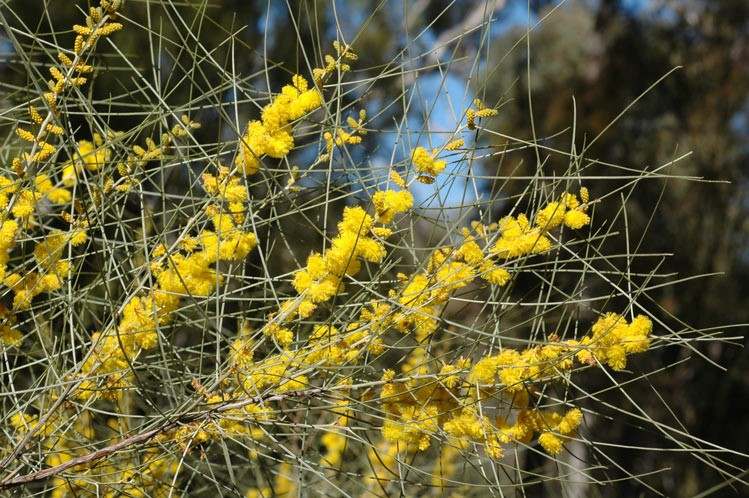 Archivo:Acacia curranii 3.jpg