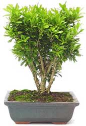 Buxus-harlandii-bonsai-2.jpg