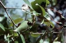 Nectandra patens.jpeg