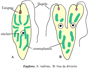 Archivo:Euglena.gif