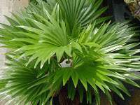 Livistona rotundifolia.jpg