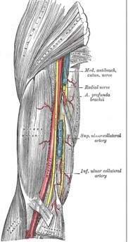 Arteria braquial.jpg
