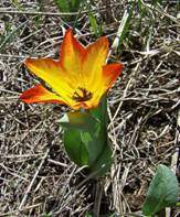 Tulipa-zenaidae.jpg