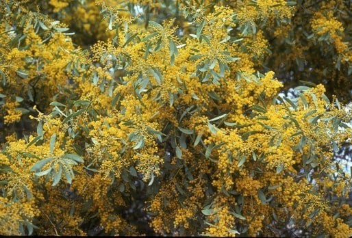 Archivo:Acacia daphnifolia 3.jpg