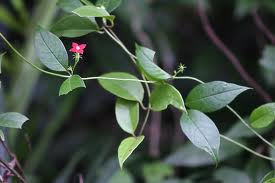 Archivo:Manettia coccinea 01.jpeg