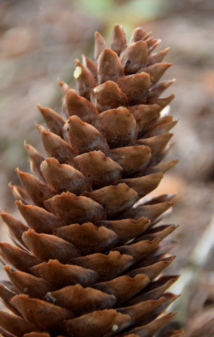 Cono obcónico de pícea común (Picea abies)
