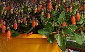 Kalanchoe Tessa.jpg