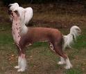 Perro crestado chino.jpeg