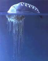 Medusas marinas.jpg