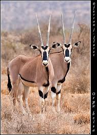Oryx Beisa.jpg